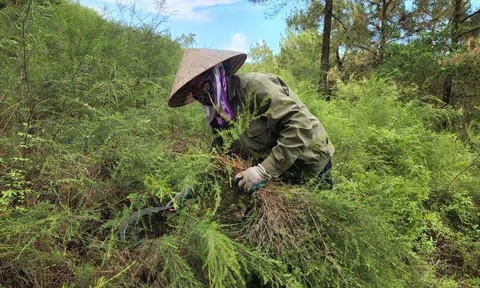 Hà Tĩnh: Cây mọc hoang trở thành hàng hóa, mang lại thu nhập cho người dân