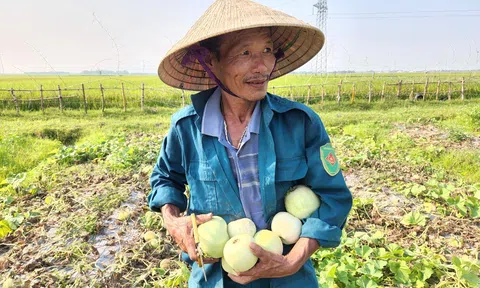 Hà Tĩnh: Người dân nâng cao hiệu quả kinh tế nhờ trồng dưa