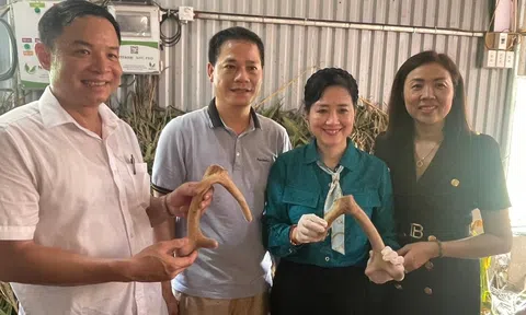 "Nhịp cầu nhà nông": Kỹ thuật cắt nhung hươu bằng phương pháp gây mê