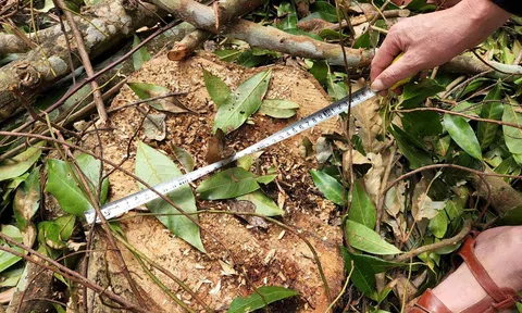 Hà Tĩnh: Vụ chặt 11,232m3 gỗ rừng tự nhiên, bị can bị tuyên phạt 6 tháng tù giam