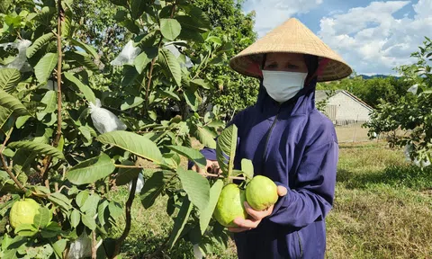 Hà Tĩnh: Hiệu quả từ mô hình trồng ổi hữu cơ đầu tiên tại huyện Vũ Quang