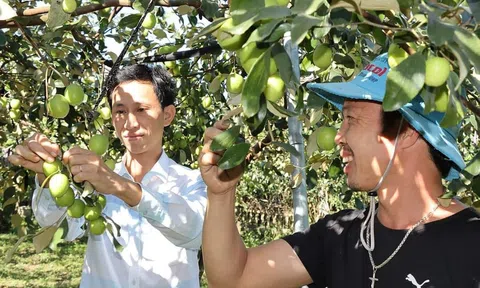 Hà Tĩnh: Người nông dân "biến" bãi bồi sông La Giang thành vườn táo sai trĩu quả