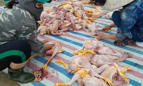 Hà Tĩnh: Hệ thống quạt gió gặp sự cố, hơn 8.000 con gà của một trang trại ở Hương Khê bị chết ngạt