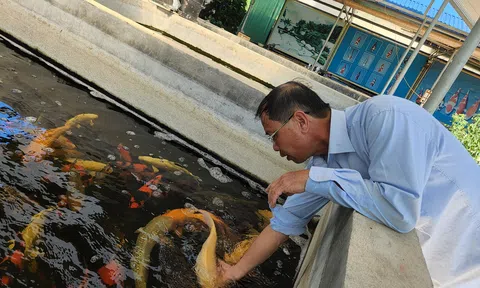 Hà Tĩnh: Nuôi cá Koi Nhật Bản, cho thu nhập hàng trăm triệu mỗi năm