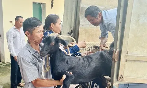 Hà Tĩnh: Trao dê giống cho 10 gia đình hộ nghèo và cận nghèo