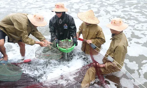 Hà Tĩnh: Triển vọng từ giải pháp nuôi tôm trên cát