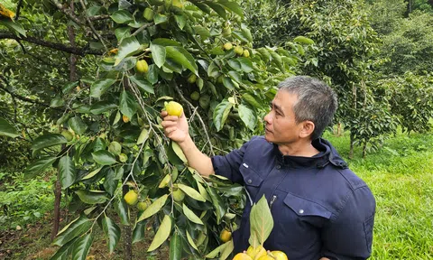 Quả hồng vuông mang đến thu nhập cao nơi "cõi thiêng Đồng Lộc"