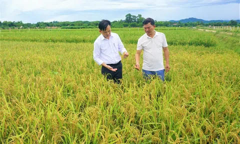 Hà Tĩnh: Trồng lúa cạn, hướng đi mới của vùng nắng hạn Hương Khê