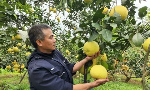 Hà Tĩnh: Bỏ nghề xây dựng về quê làm trang trại, thu nhập hàng trăm triệu đồng