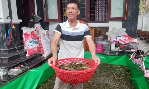 Nghệ An: “Giải cứu” 6 tấn lươn khỏi dòng nước lũ