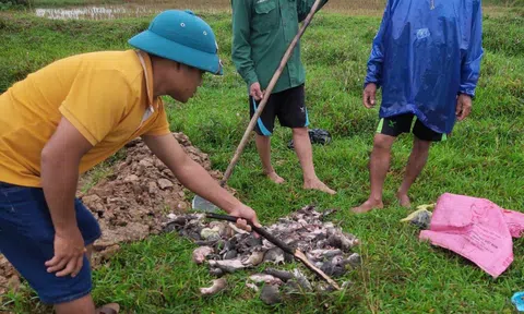 Hà Tĩnh: Tận dụng nước lũ lên, nông dân ra đồng diệt chuột