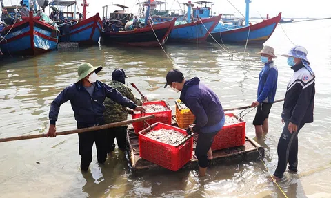 Vụ cá Nam 2023, ngư dân Hà Tĩnh thu hơn 1.100 tỷ đồng