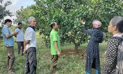 Cách xử lý nấm bệnh và chăm sóc cây bưởi Phúc Trạch sau mưa lũ