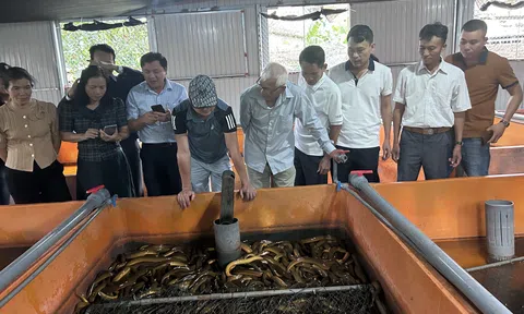 Nuôi lươn không bùn, thanh niên thu hơn 100 triệu đồng mỗi năm