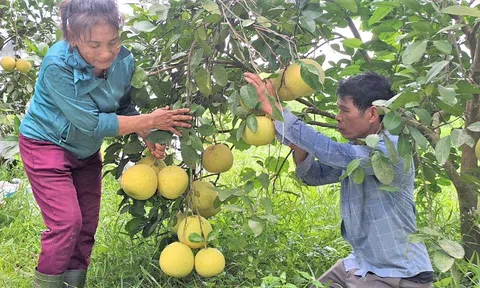 Làm trang trại tổng hợp, mỗi năm thu tiền tỷ