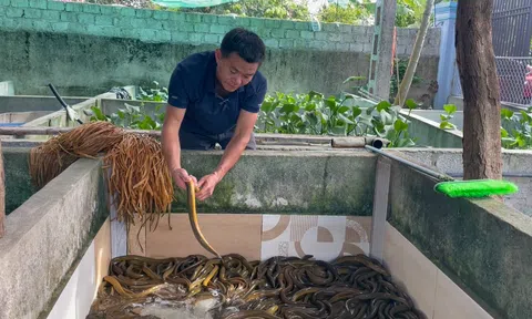 Nuôi lươn không bùn, hướng đi mới trong phát triển kinh tế tại Hà Tĩnh