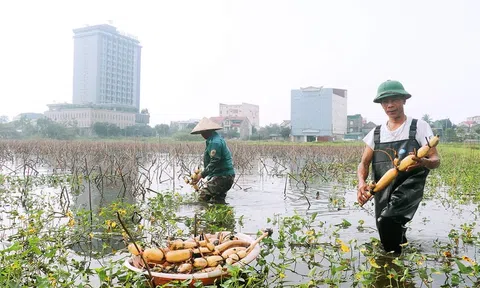Hà Tĩnh: Trồng sen vừa có thu nhập vừa tạo cảnh quan khu vực ven đô