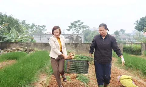 Kiệu “được mùa, được giá” nông dân phấn khởi thu hoạch