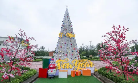 Độc đáo cây thông Noel được làm từ vỏ sò