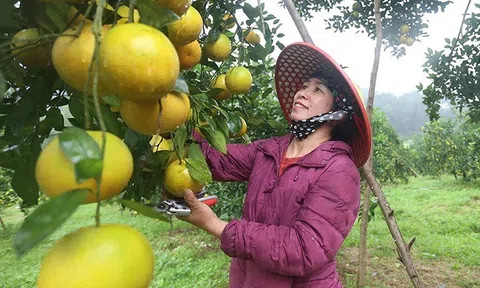 Cam được mùa, được giá, người dân tất bật thu hoạch