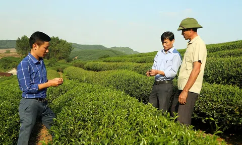 Cây chè giúp người dân vùng cao xứ Nghệ thay đổi cuộc sống