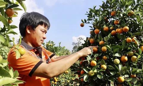 Vườn quất cảnh ở phố núi Hà Tĩnh sẵn sàng phục vụ khách hàng dịp Tết