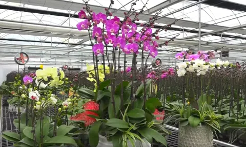 Hoa lan “nở” trên vùng đất cát