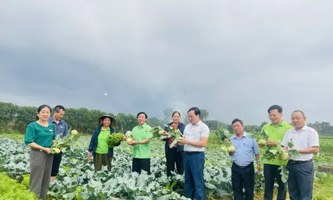 Người dân đẩy mạnh sản xuất rau vụ Đông phục vụ dịp tết Nguyên đán