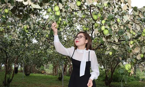 Biến vườn táo bên bờ sông La thành điểm tham quan, trải nghiệm
