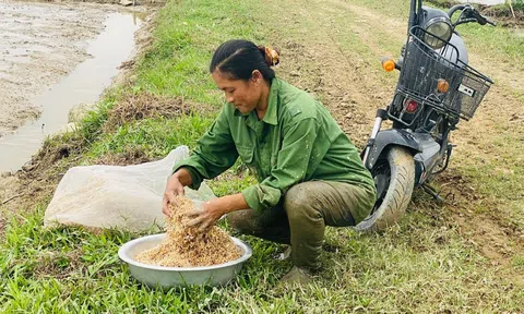 Hà Tĩnh: Các địa phương đẩy nhanh tiến độ gieo cấy lúa Xuân