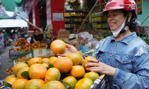 Quả đặc sản bán đắt hàng dịp tết Nguyên đán giúp người nông dân thoát nghèo