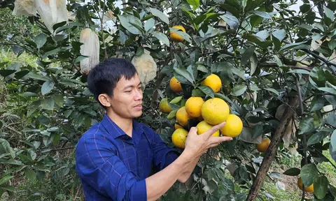 Chàng trai quyết bỏ việc nhà nước về quê trồng cam hữu cơ