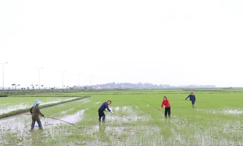 Sau tết Nguyên đán, nông dân tập trung ra đồng sản xuất vụ Xuân