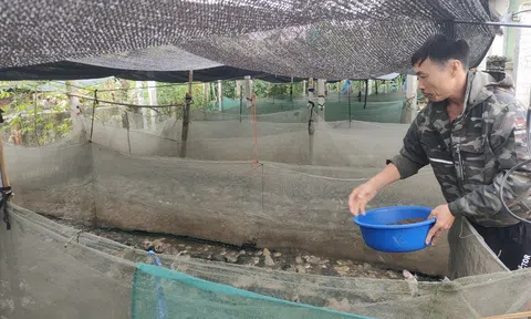 Nuôi ếch Thái Lan, nữ nông dân mỗi năm bỏ túi gần 300 triệu đồng