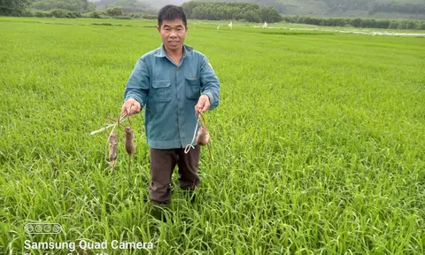 Chuột phá hoại lúa, nông dân 'hò' nhau ra đồng diệt chuột