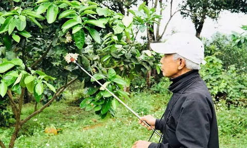 Nông dân “se duyên” cho cây bưởi Phúc Trạch