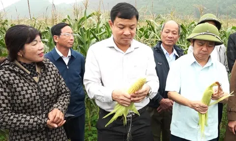 Hà Tĩnh: Trồng ngô ngọt, hướng đi mới nâng cao hiệu quả kinh tế cho nông dân