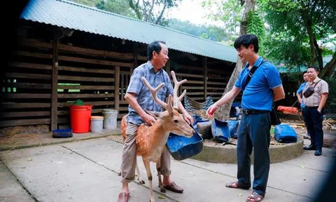 Độc, lạ: Con hươu có thể đi bằng 2 chân lại thân thiện với khách lạ