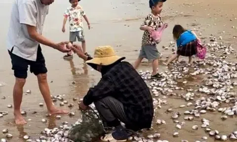 Hải sản sò tím dạt đầy bờ biển, người dân Hà Tĩnh đổ xô đi nhặt 'lộc biển'