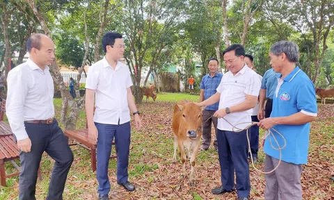 Tặng bò tạo sinh kế cho hộ nghèo, hộ có hoàn cảnh khó khăn ở Hương Khê