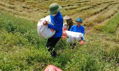 Thanh niên Hà Tĩnh ra đồng giúp người khó khăn thu hoạch lúa Xuân