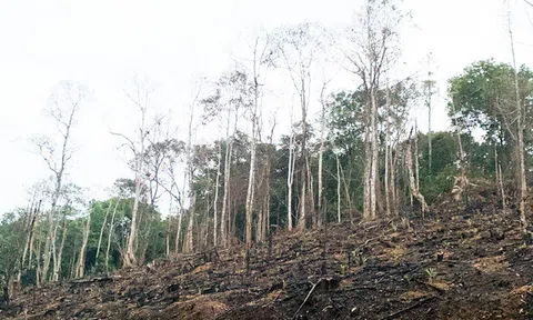 Gây cháy rừng, một người dân bị phạt gần 100 triệu đồng