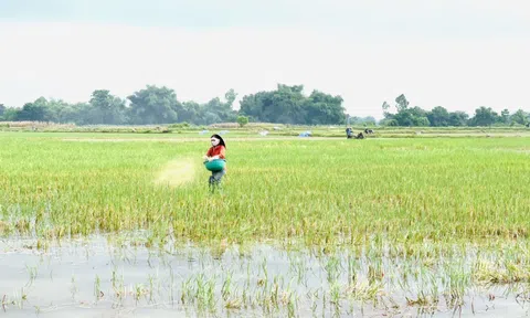 Nông dân dùng chế phẩm sinh học xử lý rơm rạ làm sạch đồng, xanh cây