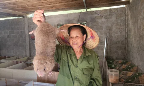 Hiệu quả từ những mô hình nuôi dúi tại Hà Tĩnh