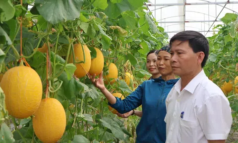 Trồng dưa lưới trong nhà màng cho thu nhập trăm triệu mỗi năm