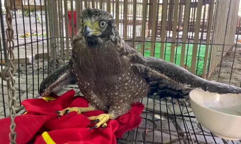 Tiếp nhận cá thể diều hoa quý hiếm để thả về môi trường tự nhiên