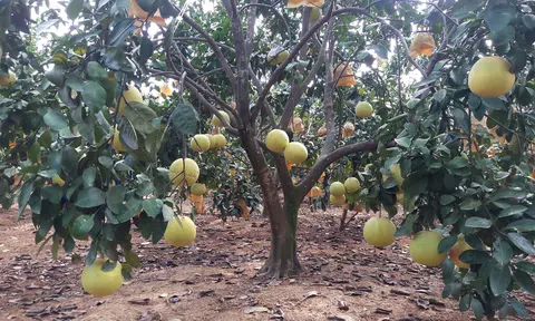 Hà Tĩnh ban hành “Đề án Phát triển nông nghiệp hữu cơ giai đoạn 2024 - 2030”