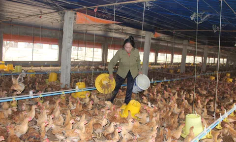 Mách nước để nông dân chủ động ứng phó khi mất điện và nắng nóng cho vật nuôi