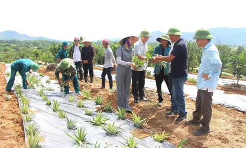 Nông dân Vũ Quang kỳ vọng tăng thu nhập khi đưa giống dứa Cayen trồng thử nghiệm