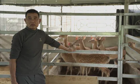 Nuôi hươu sao mang lại hiệu quả kinh tế cho người dân Thành phố Hà Tĩnh